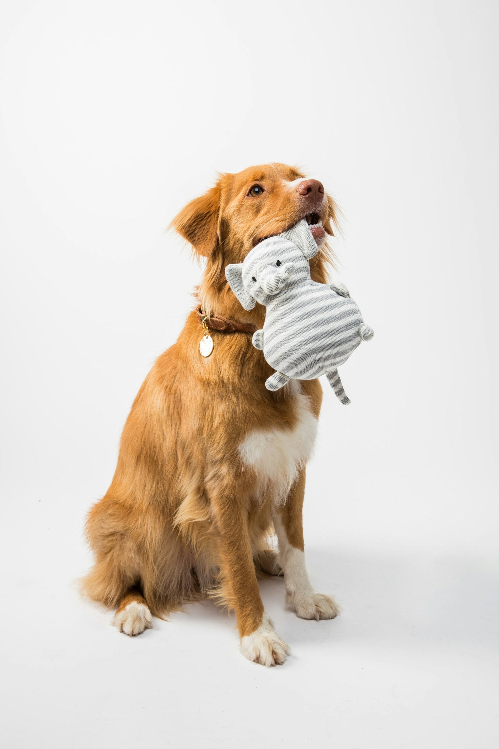 Senior dog being given a salmon-flavoured supplement chew
