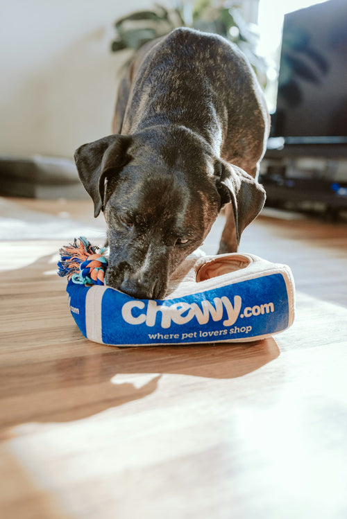 Senior dog wearing anti-slip socks on hardwood floor