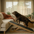 Senior dog walking down the Pawzy Ramp from the couch